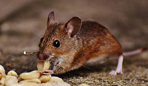 hotel-and-hospitality-pest-control Experts in Pyramid